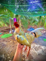 cu tẻo