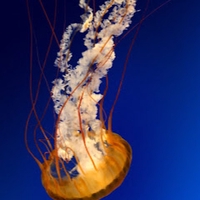 Ngọc Nguyễn