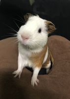 Ng hieuu