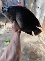 Vest Đen Uy tín 