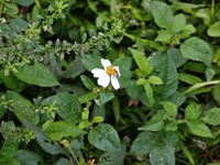 Người dùng Xiaomi 