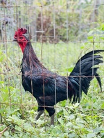 Nguyễn Tấn Dương