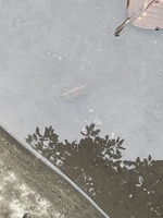 Hưng Phan Trần Gia