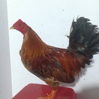Hạo Thiên