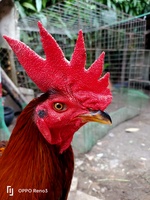 Gà đá củ chi