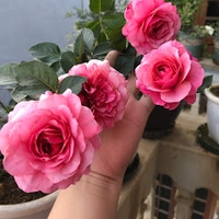Trần Thị Thu Hiền