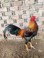 Hải Long