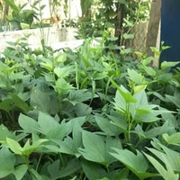 sơn Nguyễn 