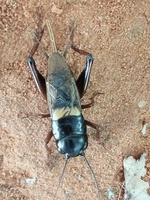 Đại Lý Dế Đá 