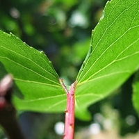 Võ Văn Bảo Quốc
