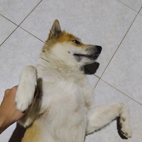 Nam Cardlo
