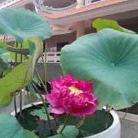 Ngọc Trân