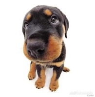 Nguyễn Thùy Dương