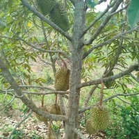 Nguyễn Thế Hoà