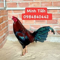 Minh Tiến