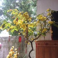 NGUYỄN HẢI
