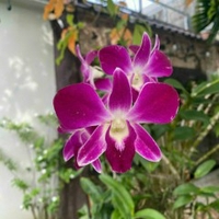 Nguyễn Ba Duy