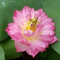 Ngô Văn Hiệp