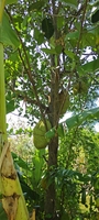 Nguyễn bá thiên