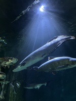Dũng Nguyễn Tiến