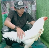 Quốc Sóc Trăng