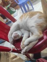 Hoàng Phúc Đặng