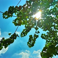 Triều Đinh Phan Hải