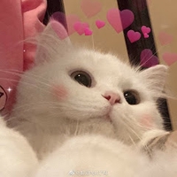 Hồng Hạnh