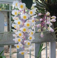 Tùng Xuân