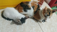 Kmlô Sb