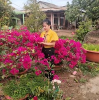 Thắm Nguyễn