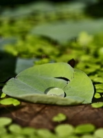 Hữu Tâm