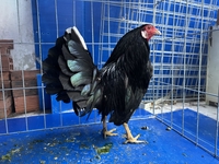 ThảoAnh Chuyên Gà Ô