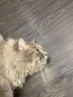 Nguyễn Thanh Thiên Kim