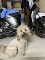 Trang Pet