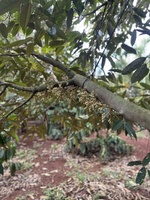 Hữu Sáng