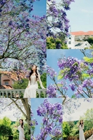 Ngọc Tú
