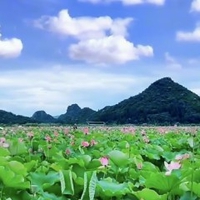 Hồng