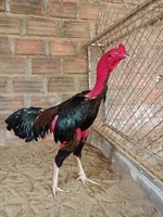 Tuấn Gà Chọi