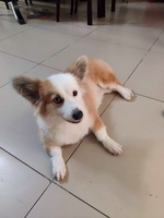 Nhi