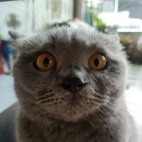 Nguyễn Quang Hào