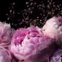 An Vu Trading Company Limited