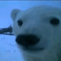 Phạm Đức Việt