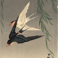 Tu Yen