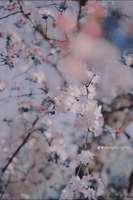 Nguyễn Ngọc Thiên Thanh