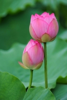 Minh Hà