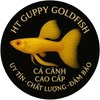 HT Guppy GoldFish