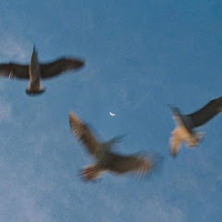 NGUYỄN LÊ BẢO QUYÊN