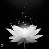 Sinh Phan