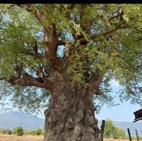 Bonsai Đức Trí